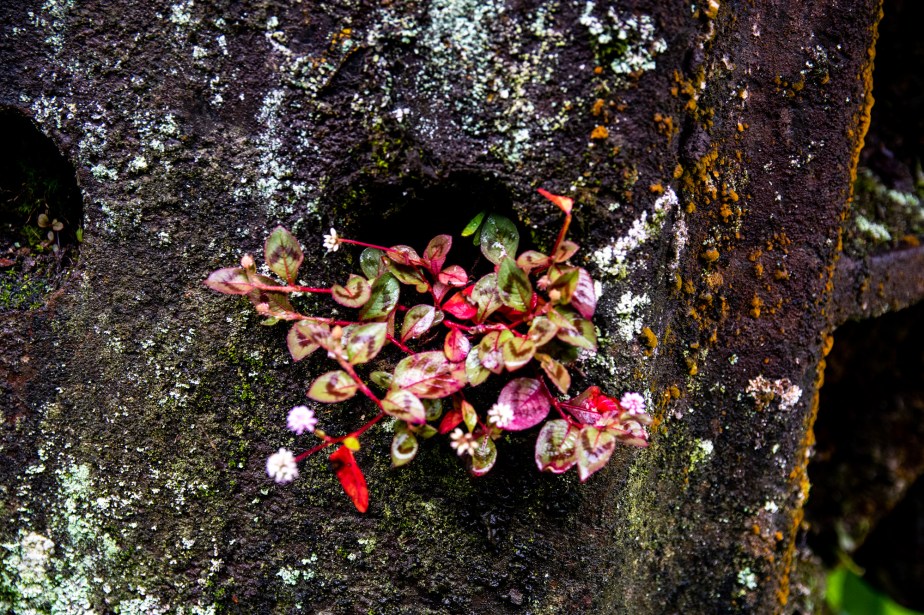 1 Ferrugem e flores Ppiacaba Nikon (3) 16Set18-1