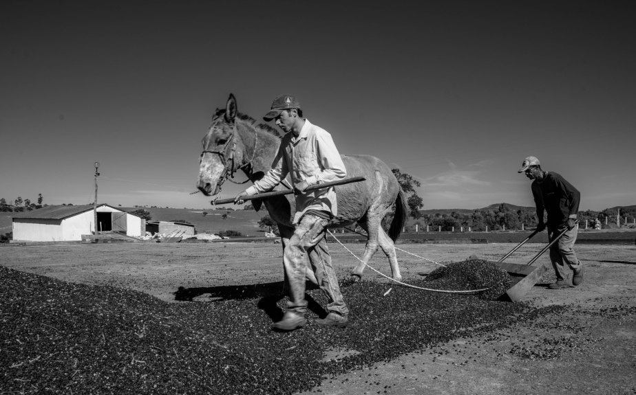 12 Secagem do cafe no terreirao Faz Celsinho Gloria 21-22Mai18-1