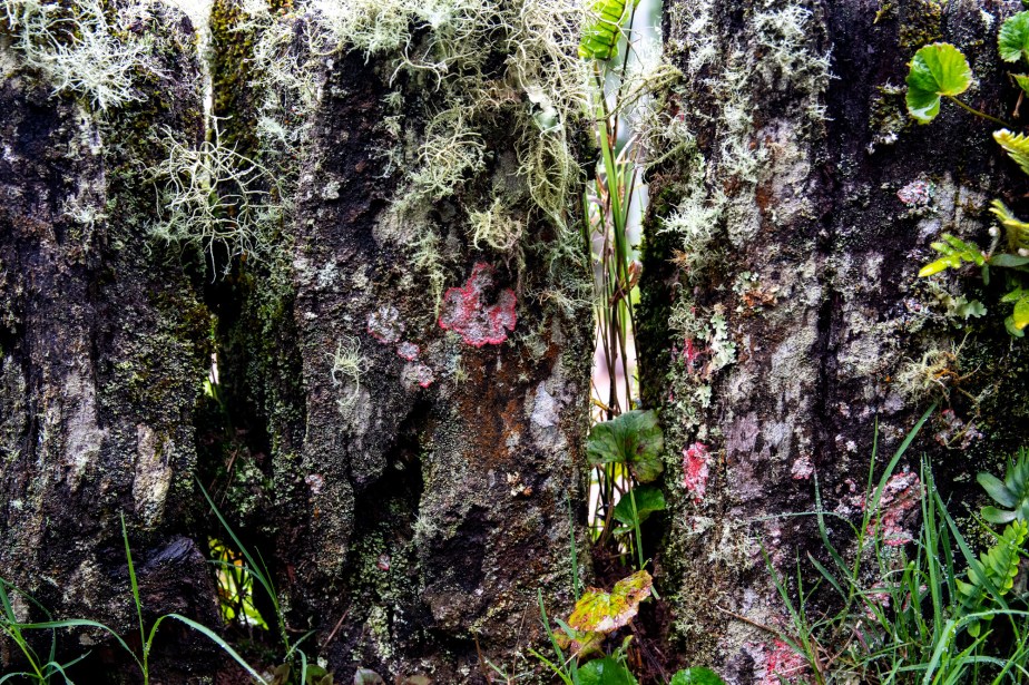 3 Ferrugem e flores Ppiacaba Nikon (10) 16Set18-1