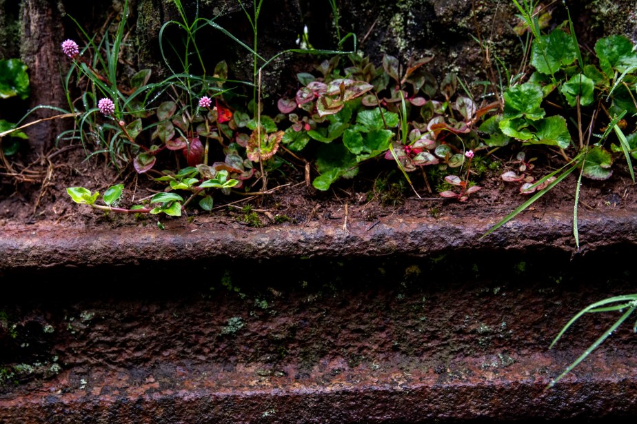 7 Ferrugem e flores Ppiacaba Nikon (9) 16Set18-1