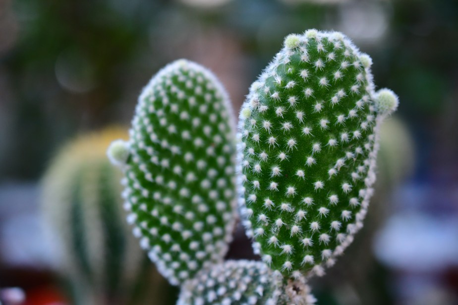 Macrophotography can be&nbsp;fun