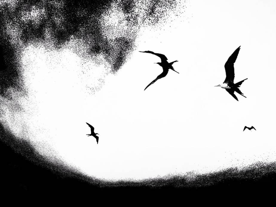 49509511_2135844139772331_7323139932279537664_o