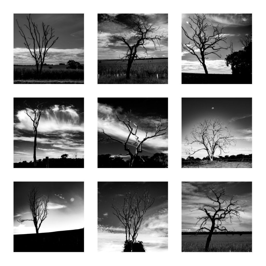 8 collage arvores mortas em pe