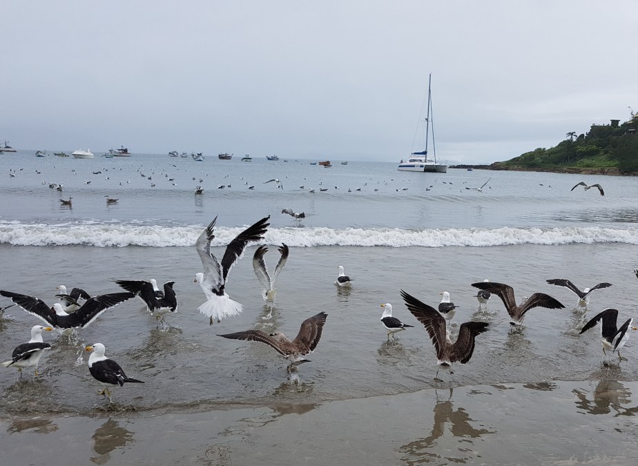birds garopaba beach jan2019b