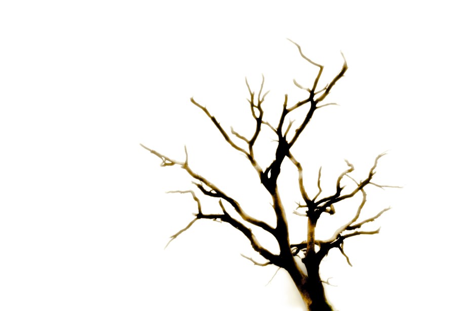 dead tree (3) jan19-1