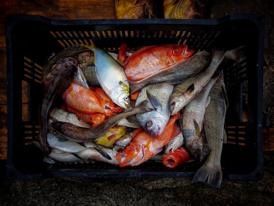 fishes garopaba jan2019