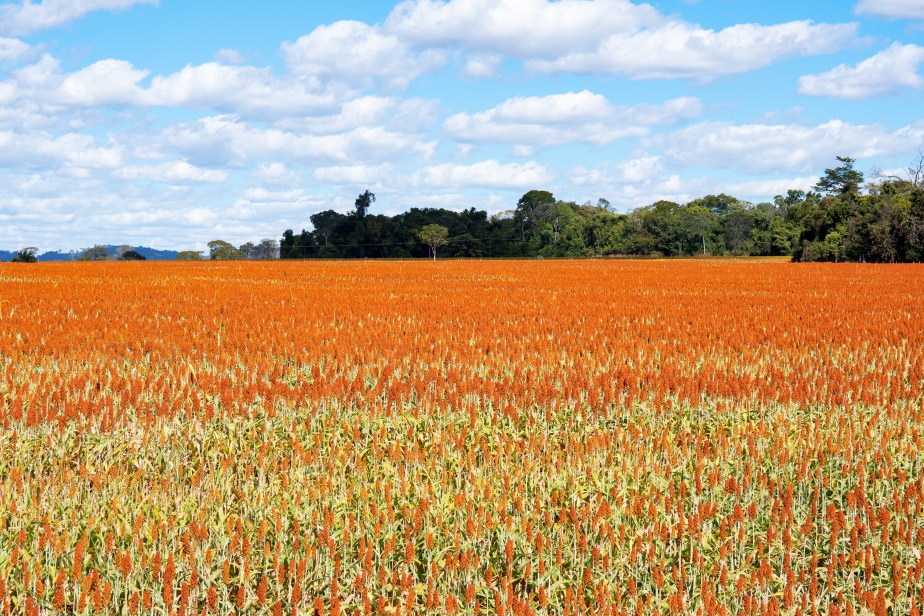 Campos de sorgo Rodov entre Pirenopolis_Goias Velho GO (2) Jul17 (1 of 1)