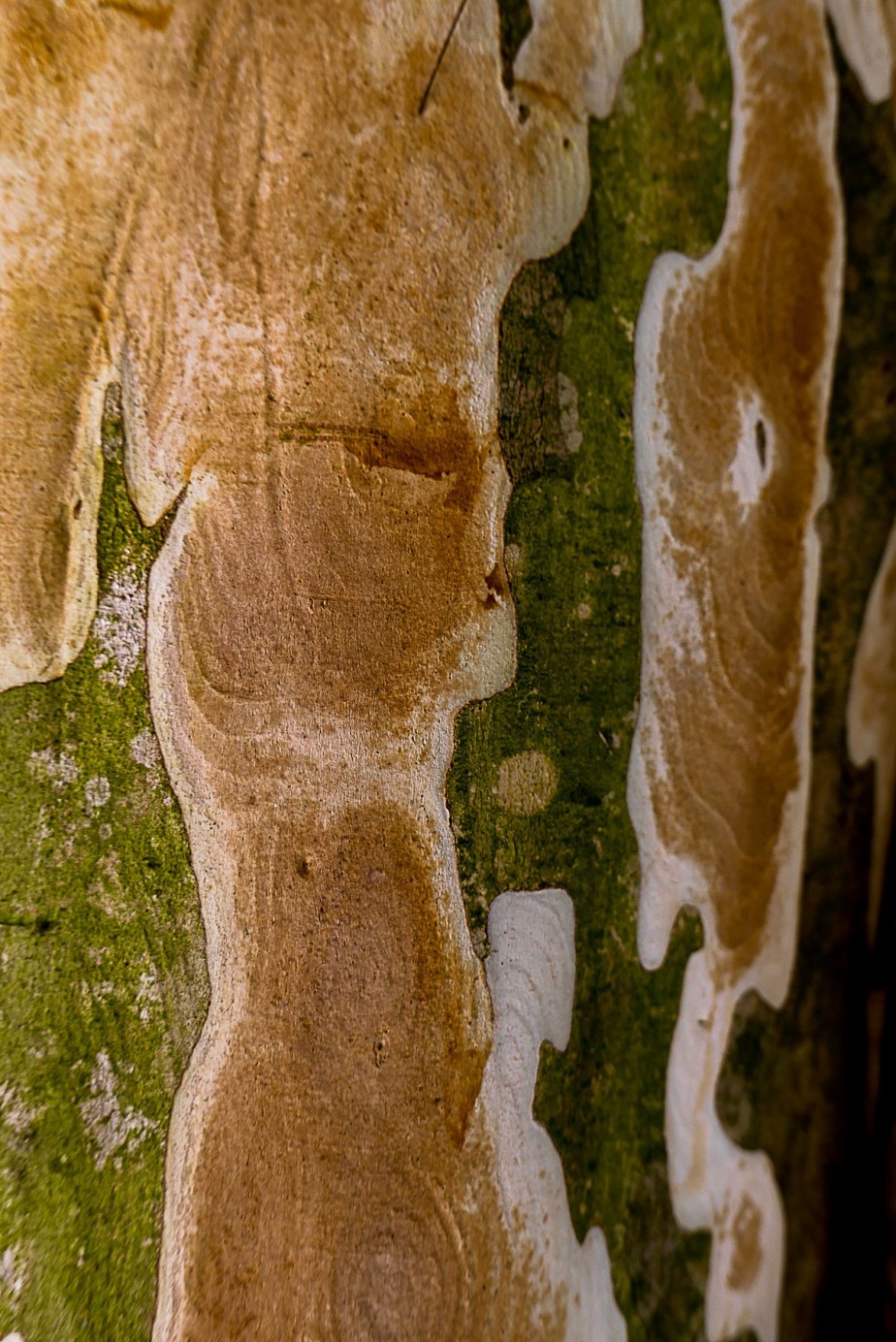 textures for pleasure and grace in&nbsp;photography